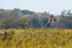 Bird flying in a field
